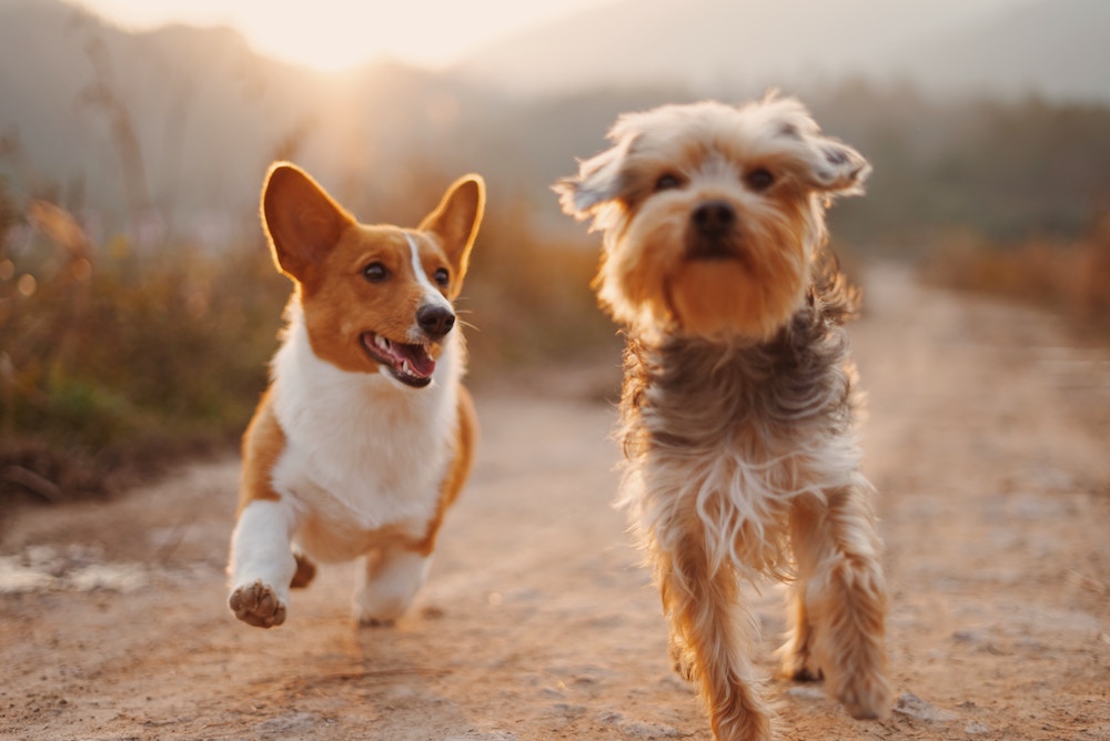 楽しそうな犬