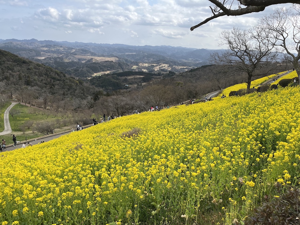 マザー牧場の3月の菜の花