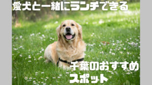 愛犬と一緒にランチできる千葉お勧めスポット