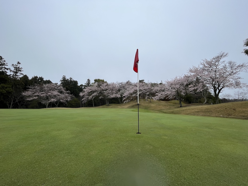 花生カントリークラブの桜